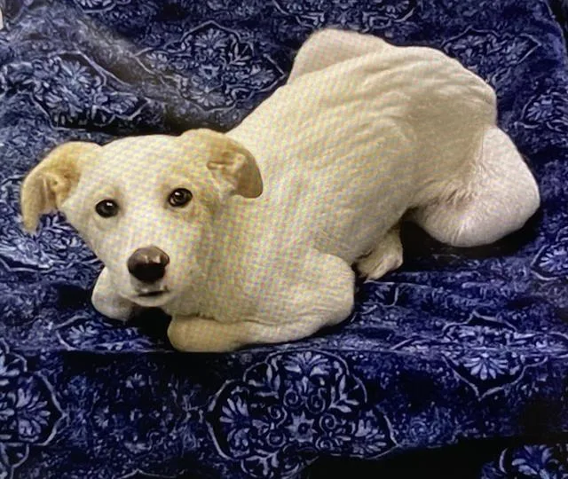 A young small-sized male Great Pyrenees dog named Buzz Rocket for adoption in Modesto, CA