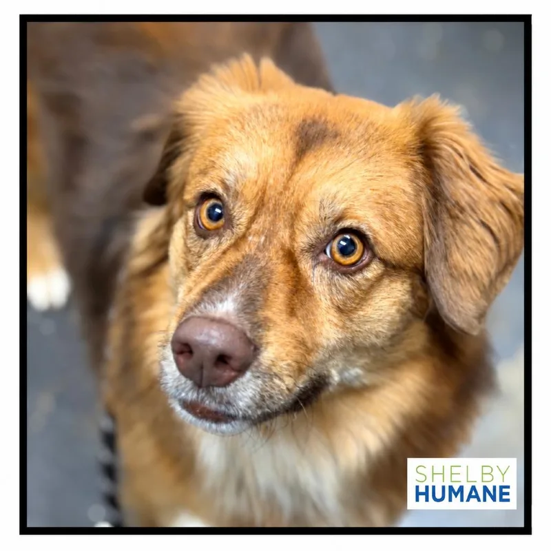 An adult medium-sized female Red / Chestnut / Orange Mixed Breed dog named Ginger for adoption in Columbiana, AL