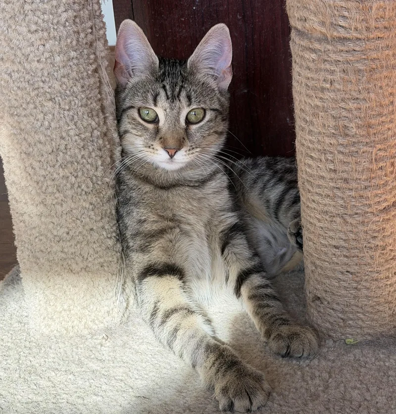 A baby small-sized female Domestic Short Hair cat named Aphrodite for adoption in Williamsville, NY