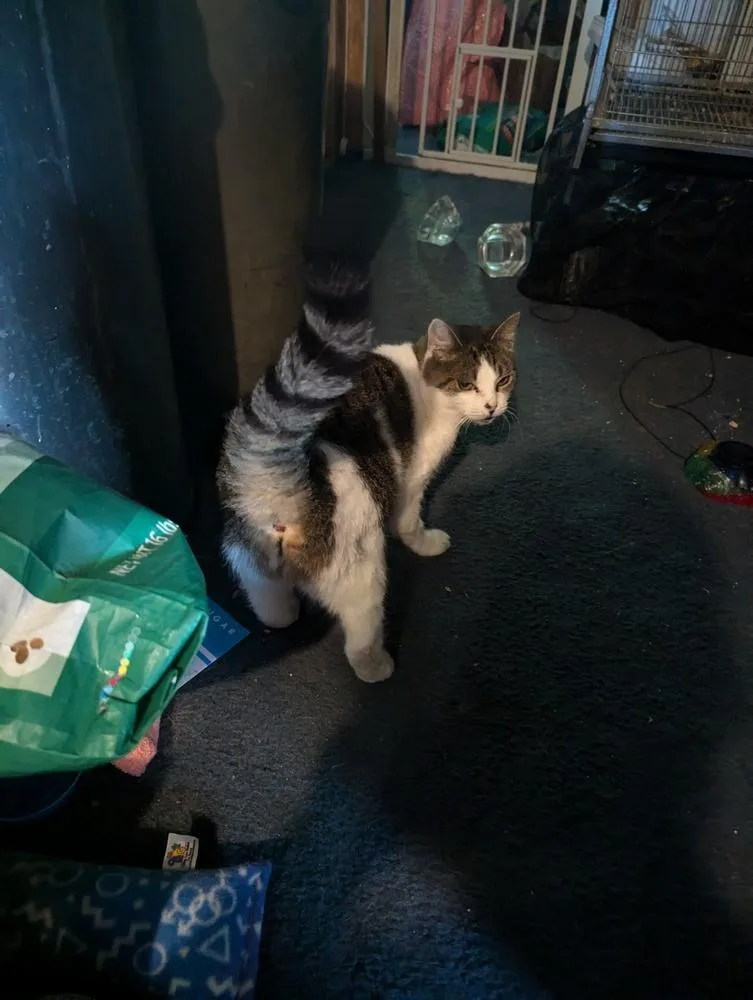 Serendipity thumbnail 2