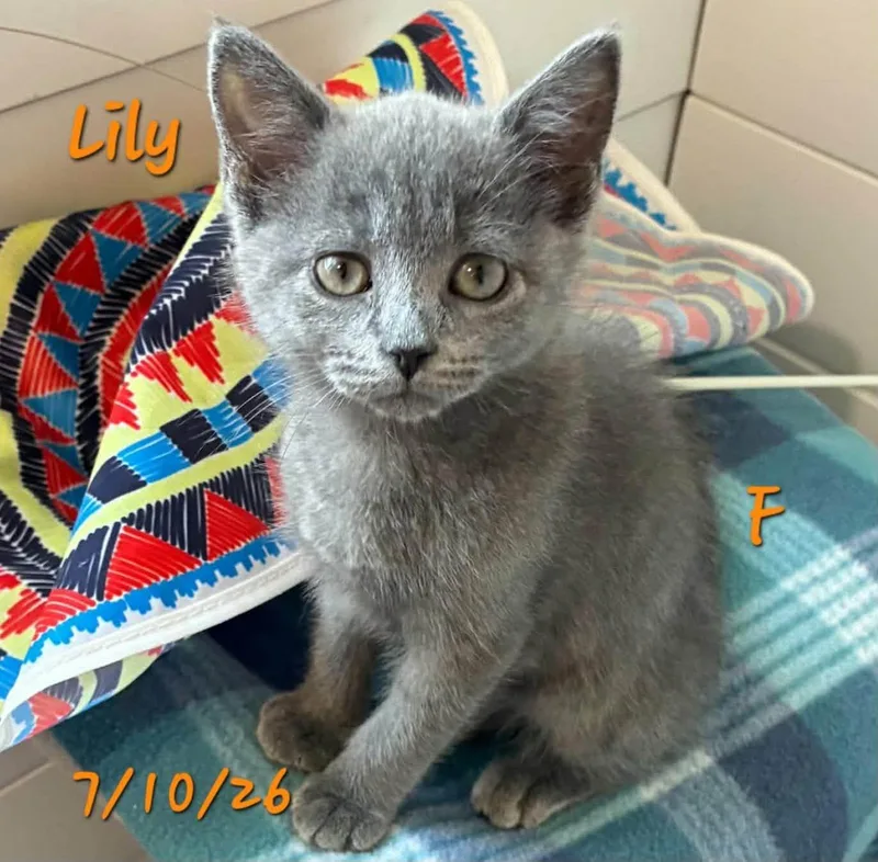 A young medium-sized female Domestic Short Hair cat named Lily and Layla for adoption in Gouverneur, NY