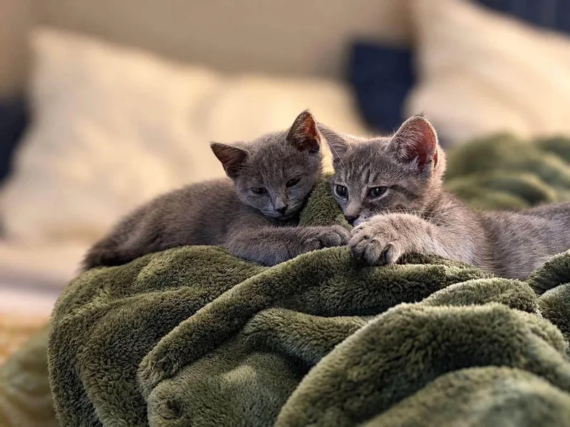 Lily and Layla thumbnail 3