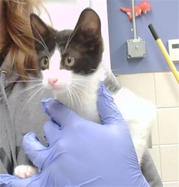 A baby small-sized male Domestic Short Hair cat named Ross The Riveter for adoption in Omaha, NE