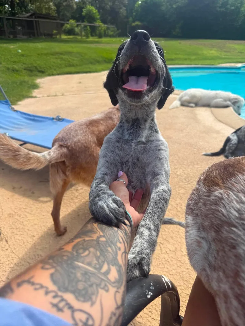 Roo thumbnail 2