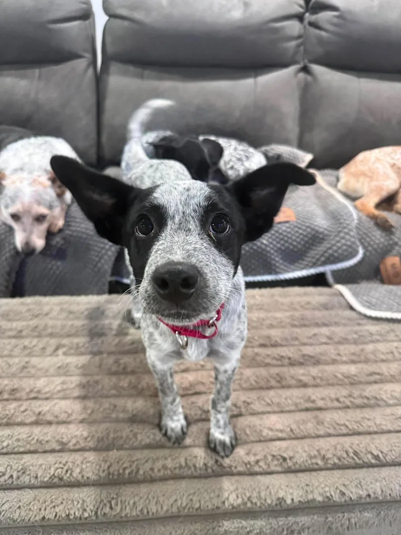 Roo thumbnail 3