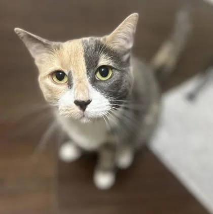 An adult small-sized female Orange / Red Domestic Short Hair cat named Cali for adoption in Atlanta, GA