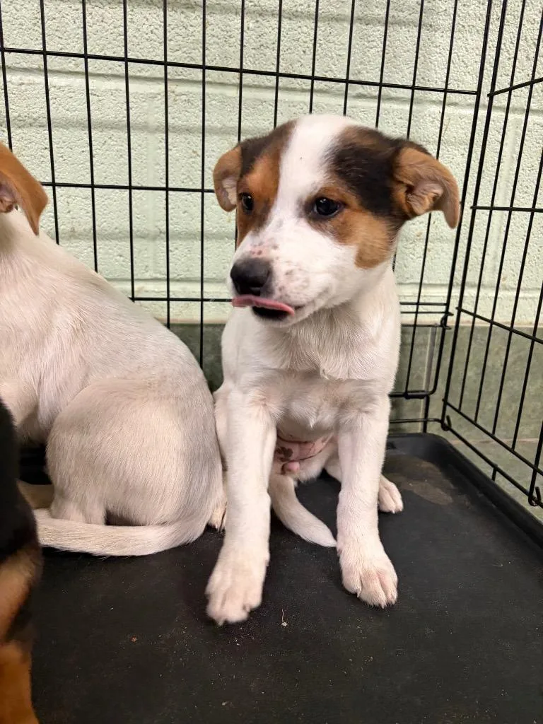 A baby small-sized female Shepherd dog named Sprout for adoption in Ada, OK