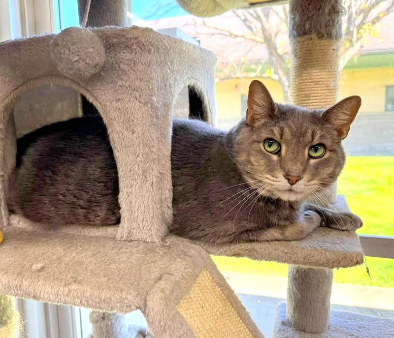 An adult large-sized male Tabby (Gray / Blue / Silver) Domestic Short Hair cat named Atticus for adoption in Pittsburgh, PA