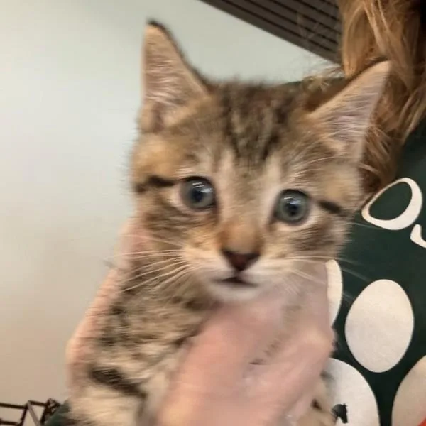 A baby small-sized female Domestic Short Hair cat named Delaware for adoption in Des Moines, IA