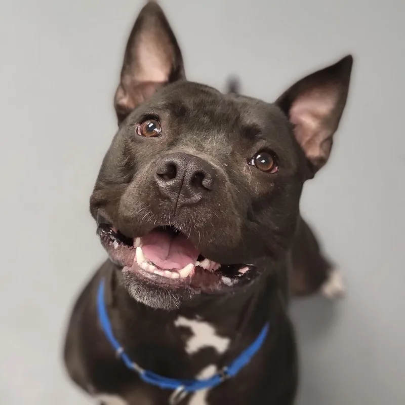 An adult large-sized male Black Mixed Breed dog named Maui for adoption in Sarasota, FL