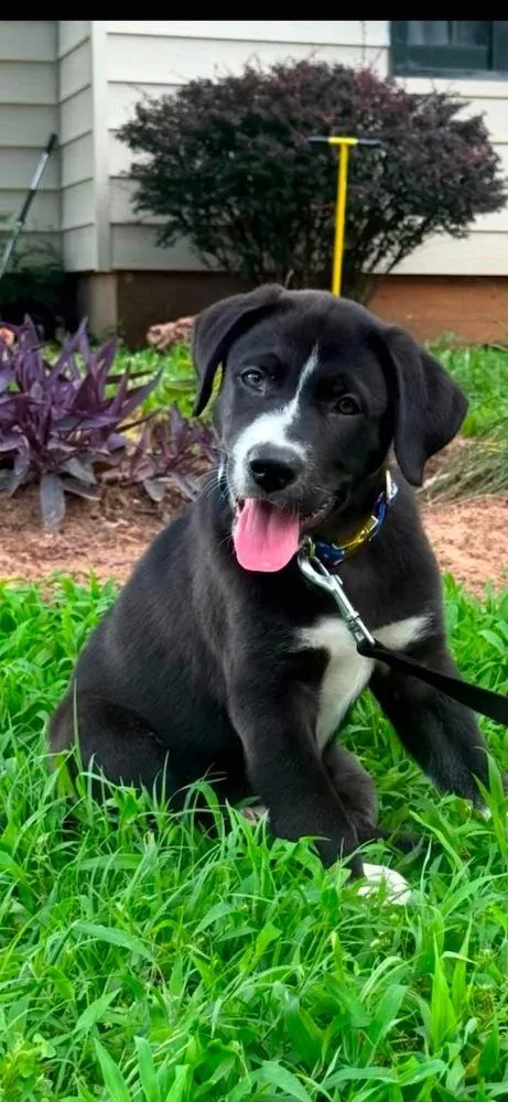 A baby large-sized male Tricolor (Brown, Black, & White) Labrador Retriever dog named Boone for adoption in Shawnee, OK