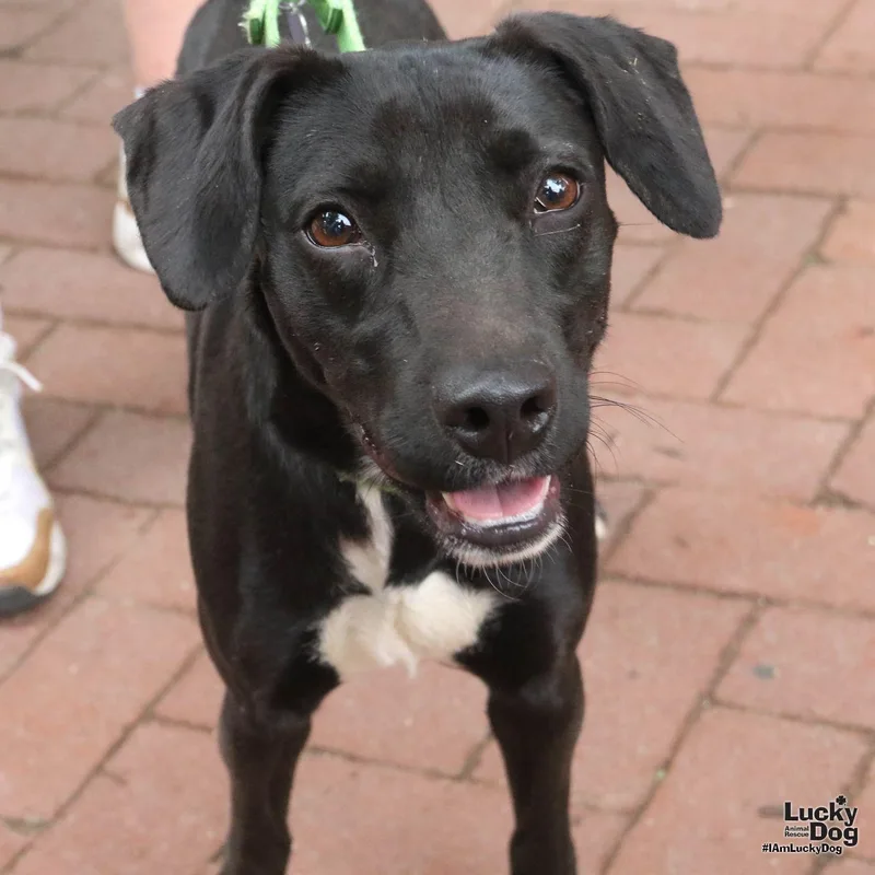 A young medium-sized female Labrador Retriever dog named Tiana for adoption in Washington, DC
