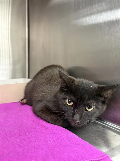 A baby small-sized male Domestic Short Hair cat named Pavel for adoption in Indianapolis, IN