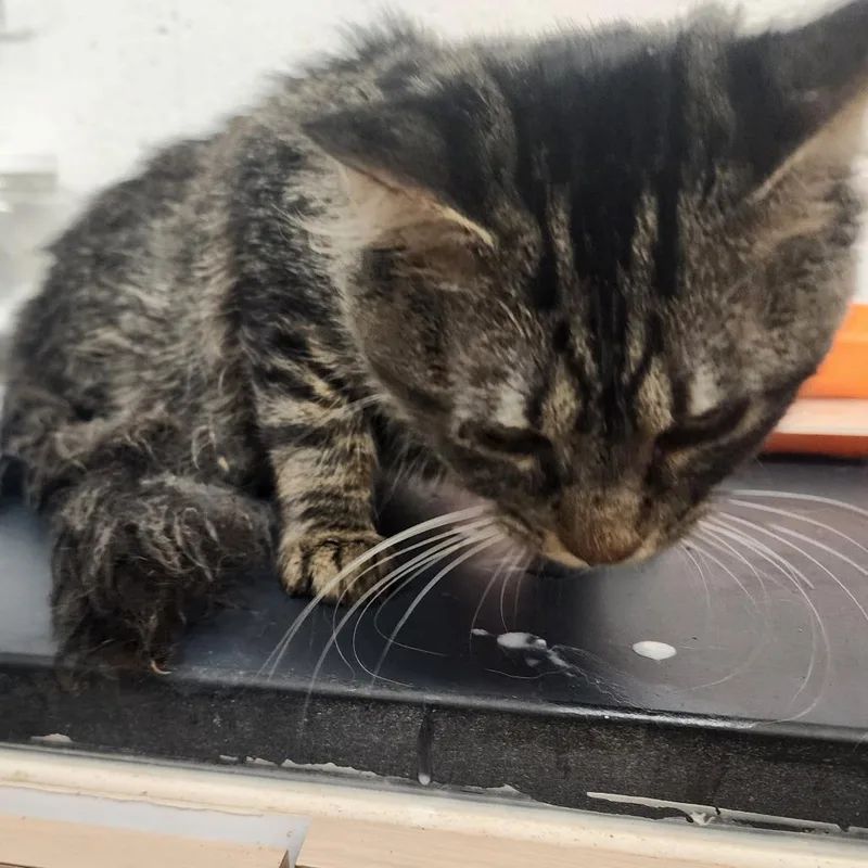 A young medium-sized male Brown / Chocolate Domestic Medium Hair cat named Tristan for adoption in Evensville, TN