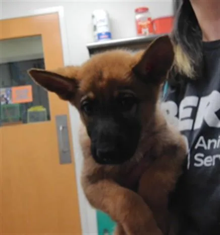 A baby small-sized male German Shepherd Dog dog named Tommy for adoption in Albuquerque, NM