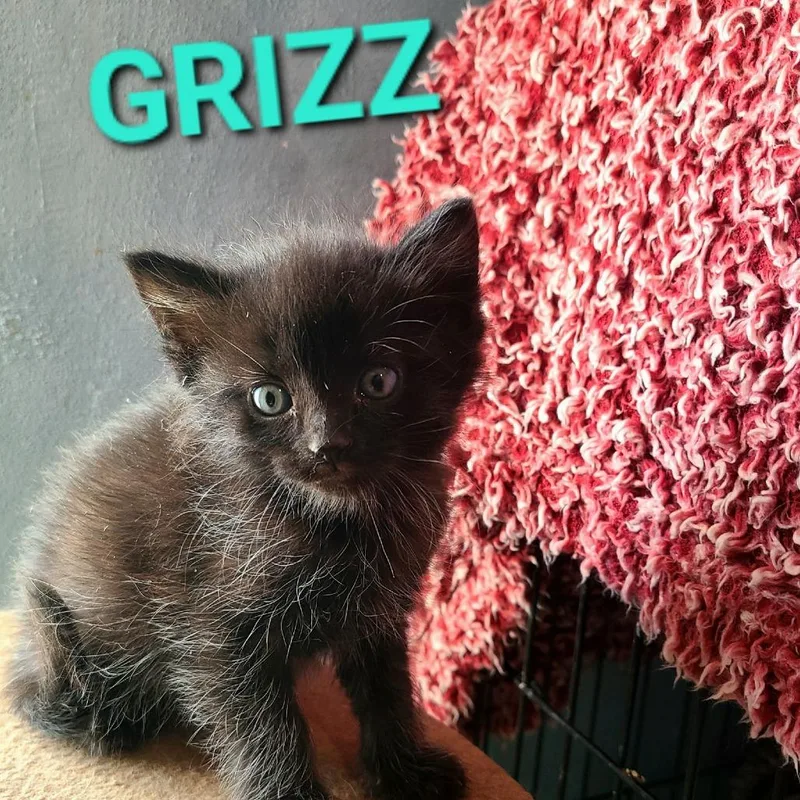 A baby small-sized male Black Domestic Medium Hair cat named Grizz for adoption in Layton, UT