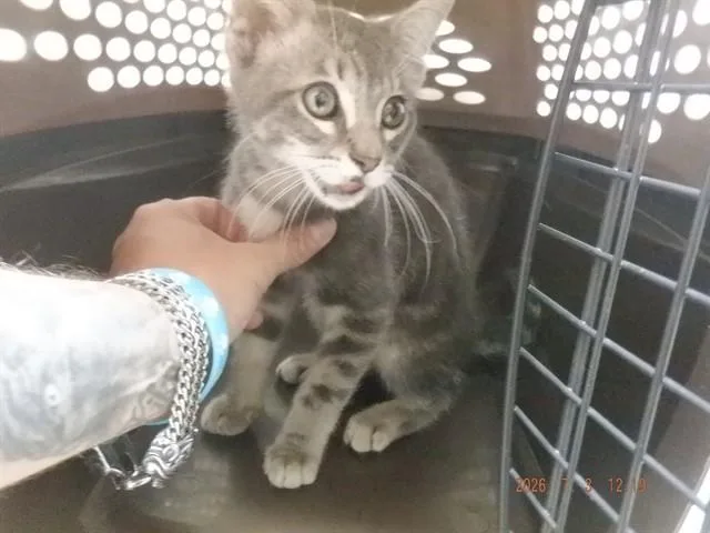 A baby small-sized male Domestic Short Hair cat named Tommy for adoption in Oroville, CA
