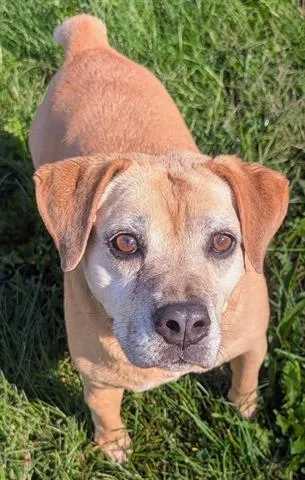 An adult small-sized female Beagle dog named Ely for adoption in Akron, OH