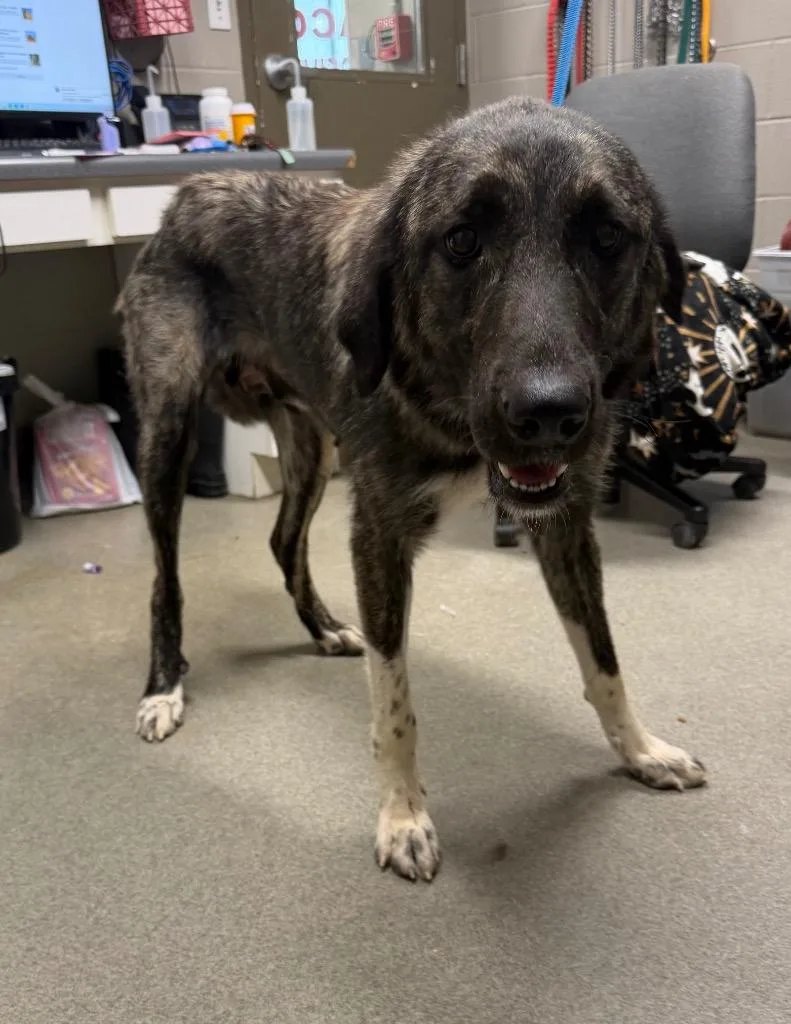 A young large-sized female Anatolian Shepherd dog named Giza for adoption in Hopkinsville, KY