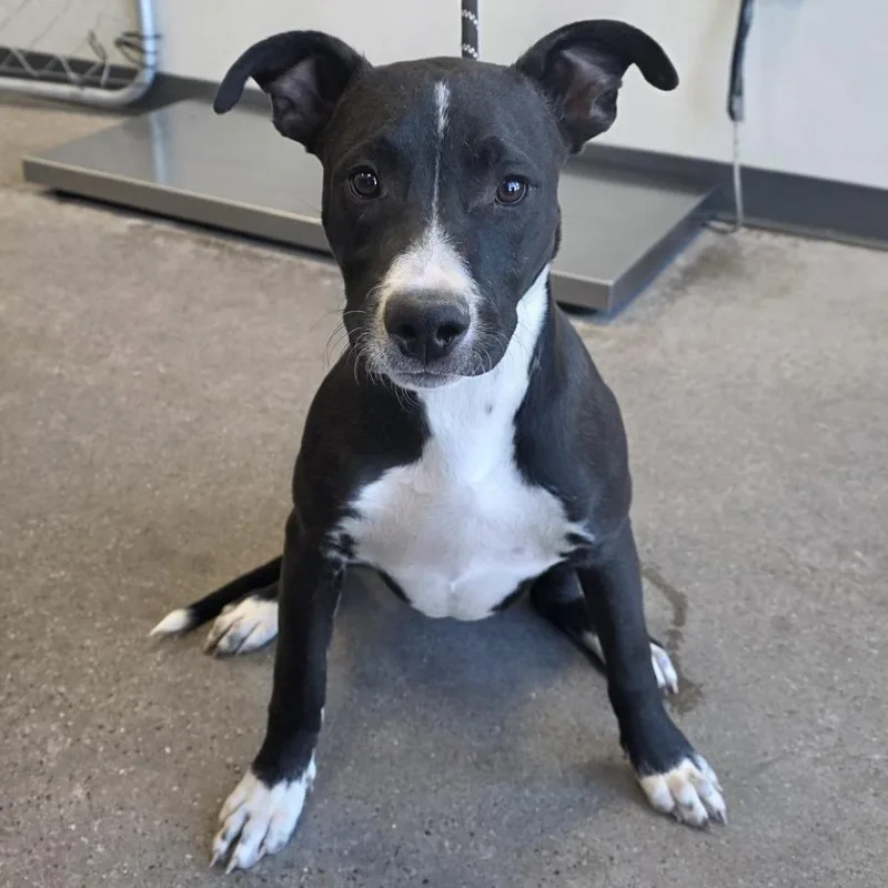 A young medium-sized male Black Mixed Breed dog named Kody for adoption in Las Cruces, NM