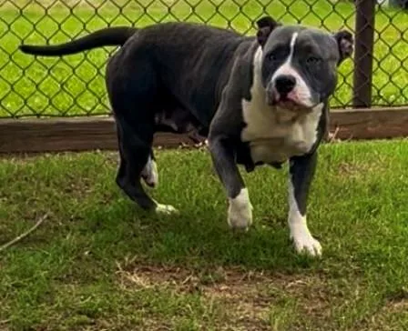 An adult large-sized female Pit Bull Terrier dog named Brittney for adoption in Appling, GA
