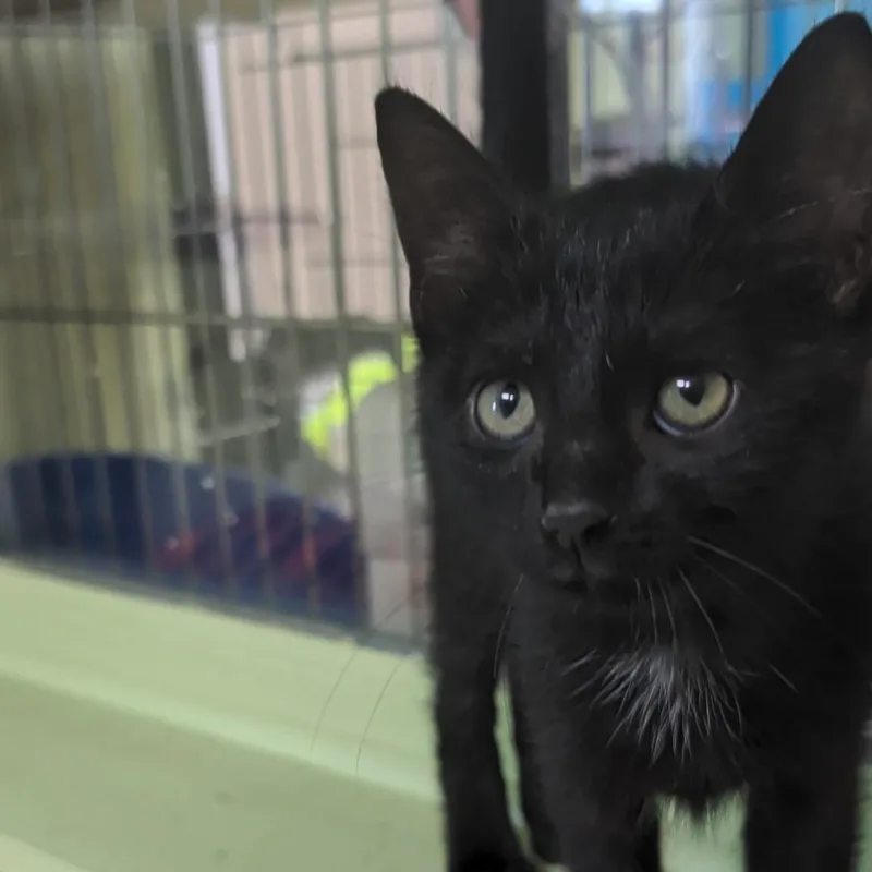 A baby medium-sized male Black Domestic Short Hair cat named Flash for adoption in West Jefferson, OH