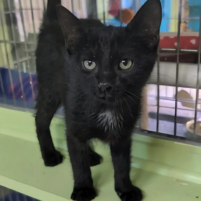 Flash thumbnail 3