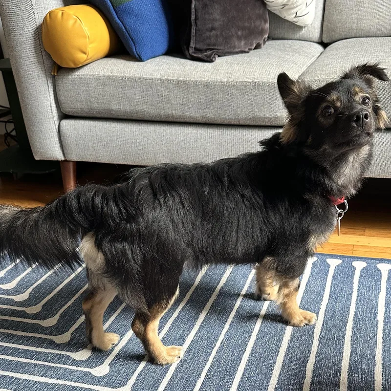 Waldo
