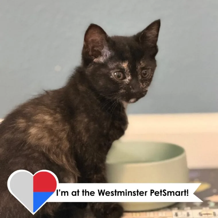 A young medium-sized female Tortoiseshell Domestic Short Hair cat named Persephone for adoption in Fort Collins, CO