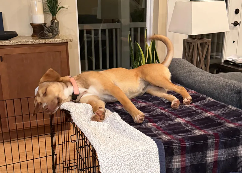 A young medium-sized female Mixed Breed dog named Butter for adoption in Maiden, NC