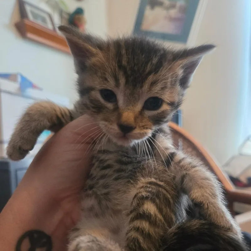 A baby small-sized male Gray / Blue / Silver American Shorthair cat named Smokey for adoption in Calimesa, CA