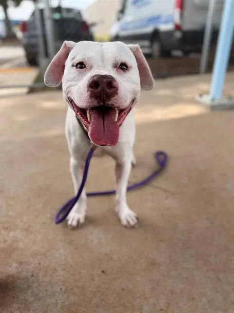 A young medium-sized male Pit Bull Terrier dog named Finneas for adoption in Charlotte, NC