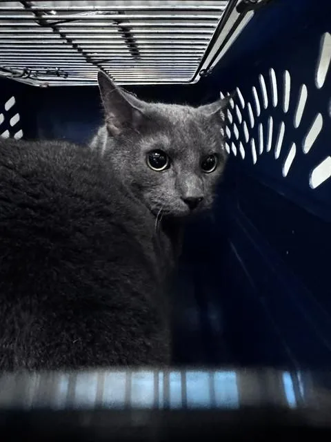 An adult small-sized female Domestic Short Hair cat named Dani for adoption in Oklahoma City, OK