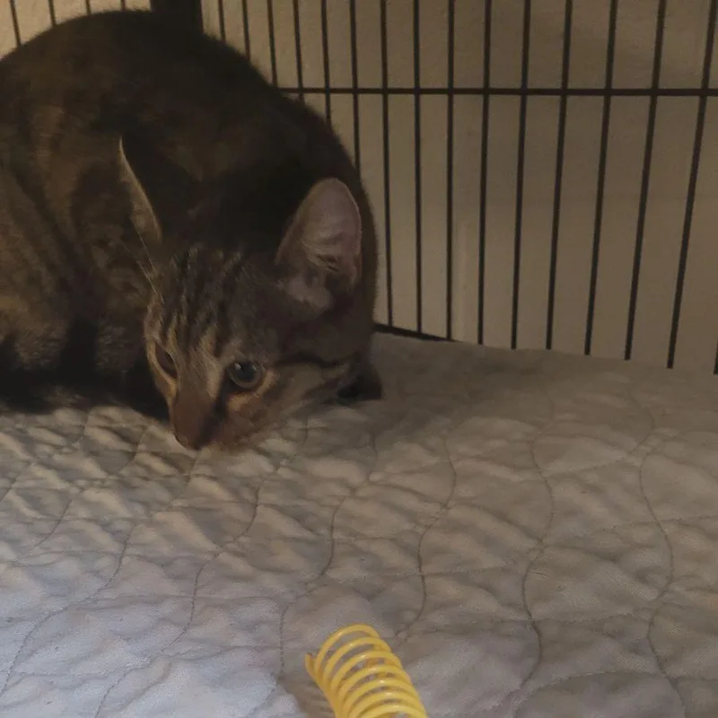 A young medium-sized female Brown / Chocolate Domestic Short Hair cat named Raindropc for adoption in East Saint Louis, IL
