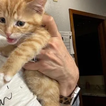 A baby small-sized male Domestic Short Hair cat named Buzz and Woody for adoption in Hutchinson, MN