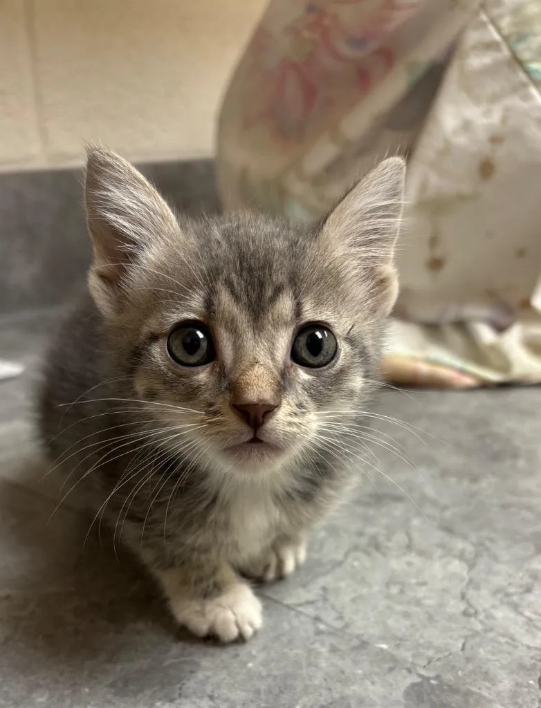 A baby medium-sized female Domestic Short Hair cat named Lotus for adoption in Greeneville, TN