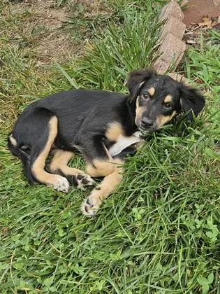 A baby small-sized female Labrador Retriever dog named Violet for adoption in Washington, DC