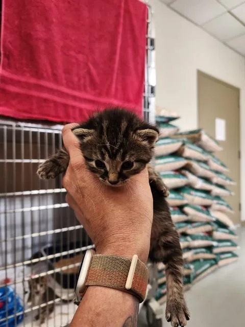A baby medium-sized female Domestic Short Hair cat named Donna for adoption in Huntsville, AL
