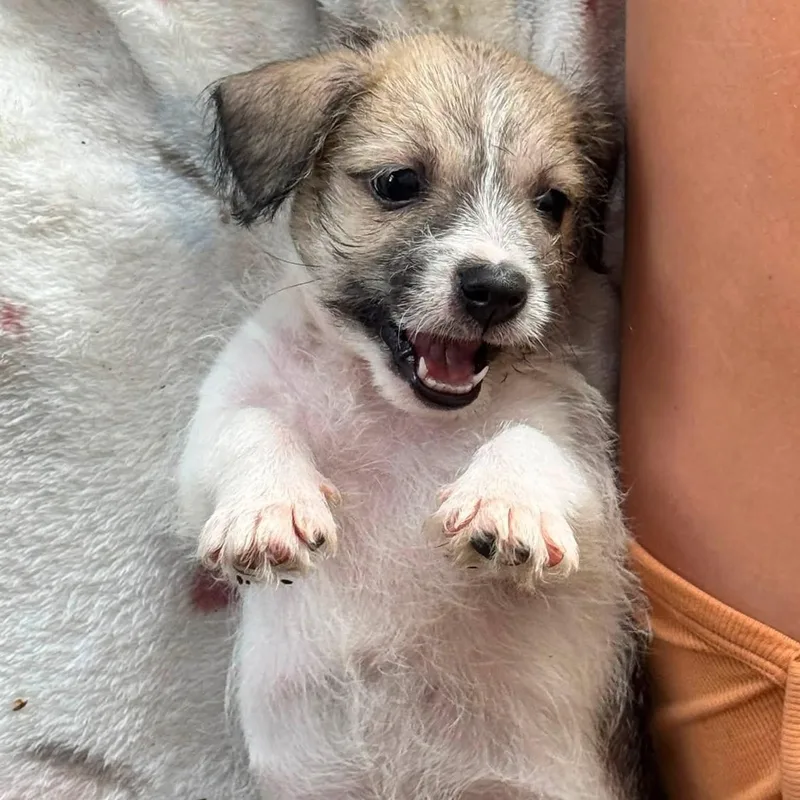 A baby small-sized male Maltipoo dog named Fonzy for adoption in Lucedale, MS
