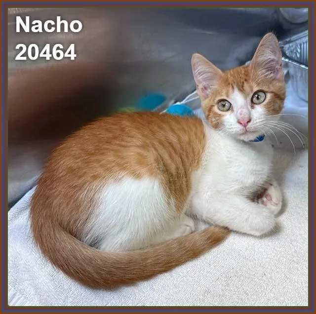 A baby medium-sized male Tabby (Orange / Red) Domestic Short Hair cat named Nacho for adoption in Marietta, GA