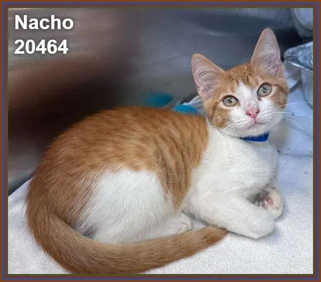 Nacho thumbnail 2