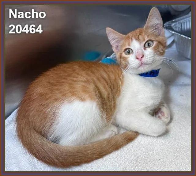 Nacho thumbnail 3
