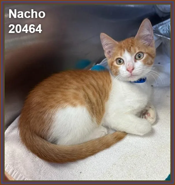 Nacho thumbnail 4