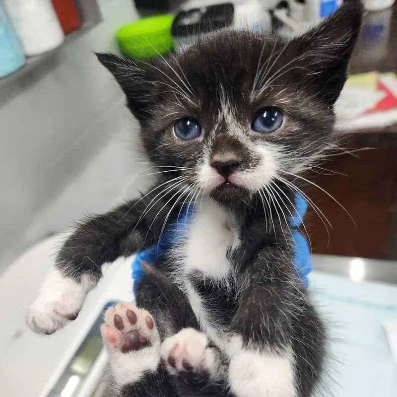 A baby small-sized female Black Domestic Short Hair cat named Tina for adoption in Summerville, SC