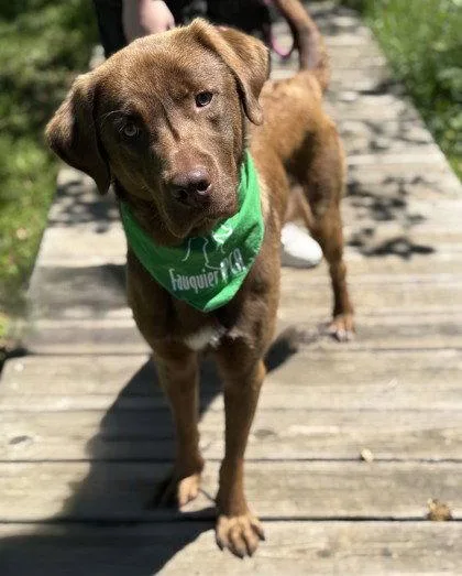 An adult large-sized male Labrador Retriever dog named Chowder for adoption in Midland, VA