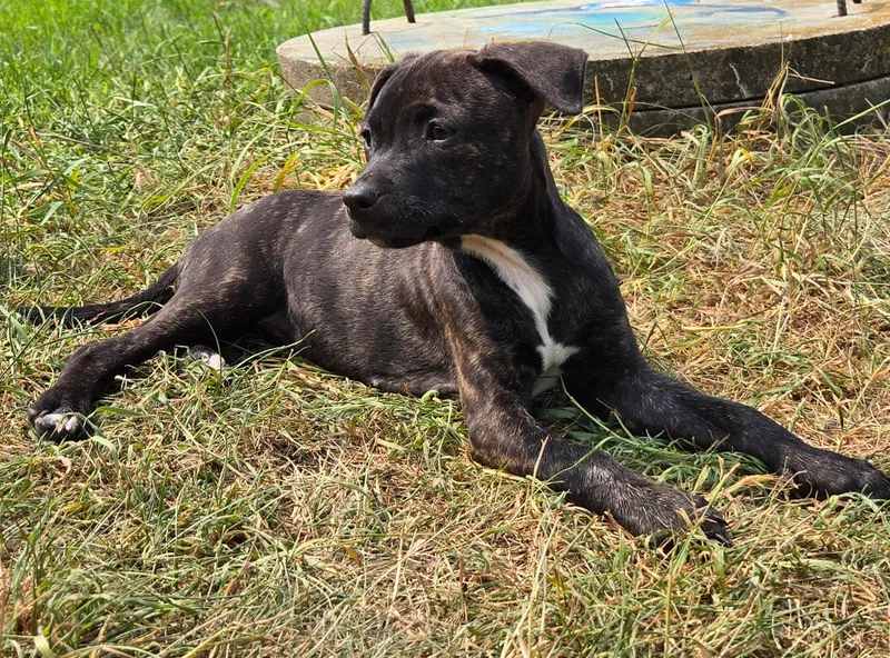 A young small-sized female Brindle Mixed Breed dog named Gloin for adoption in Monona, WI