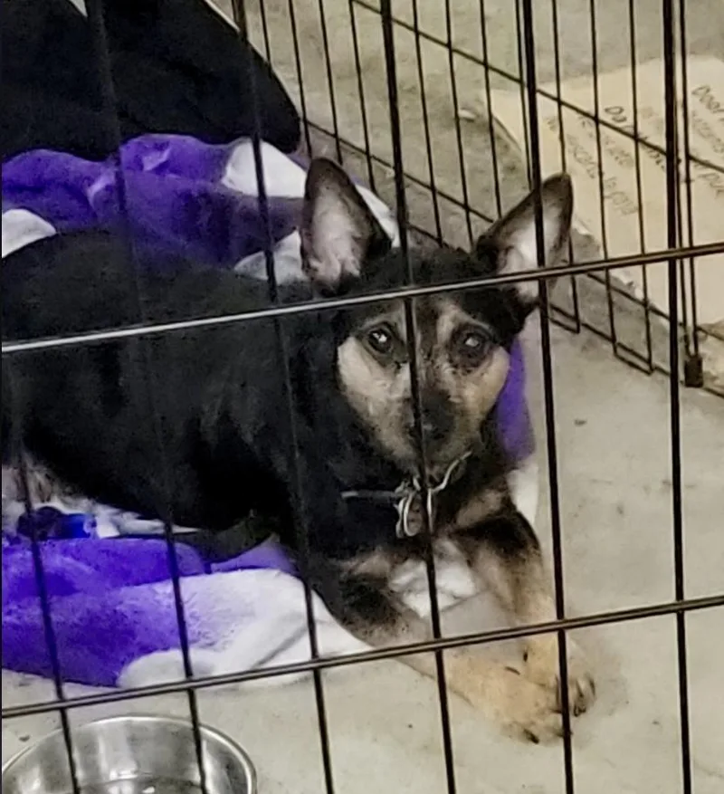 An adult small-sized male Black Miniature Pinscher dog named Woody for adoption in Miamitown, OH