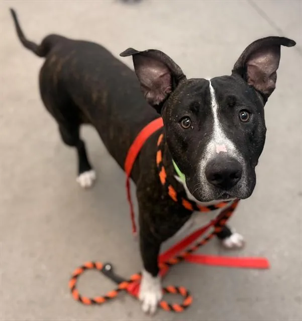 Koda