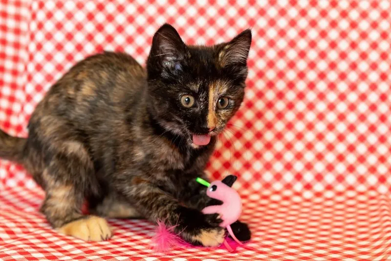A baby medium-sized female Domestic Short Hair cat named Ebony for adoption in Sandusky, OH