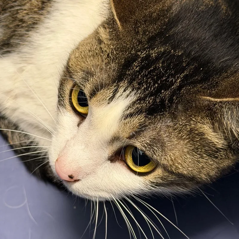 An adult medium-sized female Gray / Blue / Silver Domestic Short Hair cat named Jill for adoption in Clearwater, FL